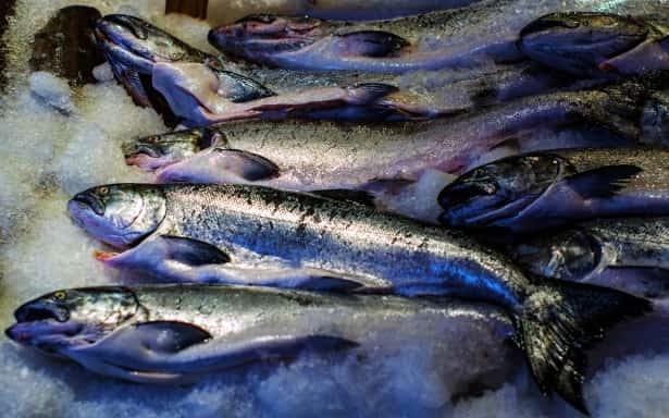 Fresh whole fish laid out on ice, illustrating the proverb 'Balık baştan kokar' (the fish rots from the head)